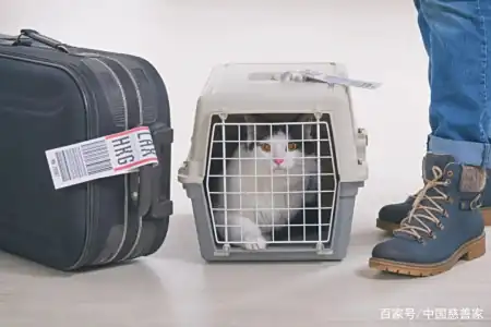 寵物托運亂象：生意的背后，應有對生命的尊重111